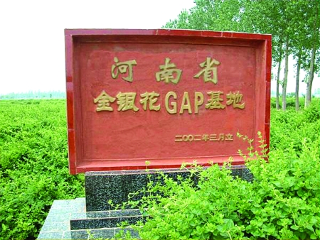 封丘金銀花種植基地