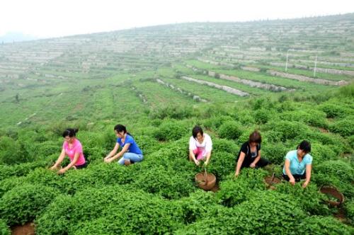 濟源冬凌草種植基地