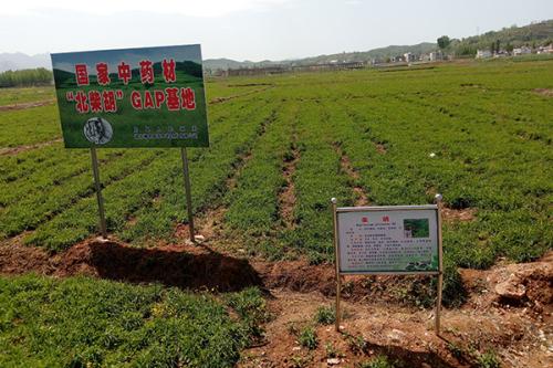 柴胡種植基地