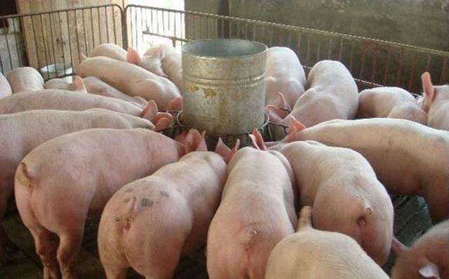 飼料添加劑