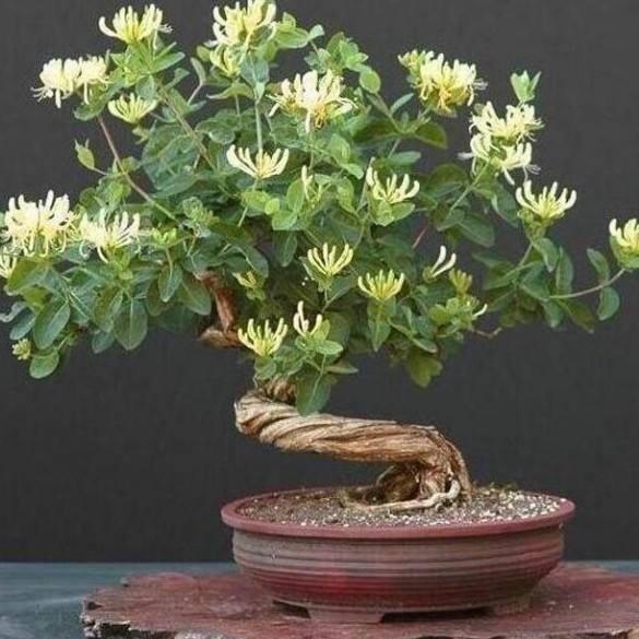 金銀花