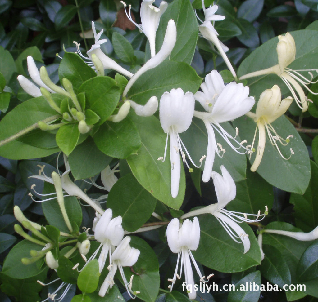 中藥材金銀花