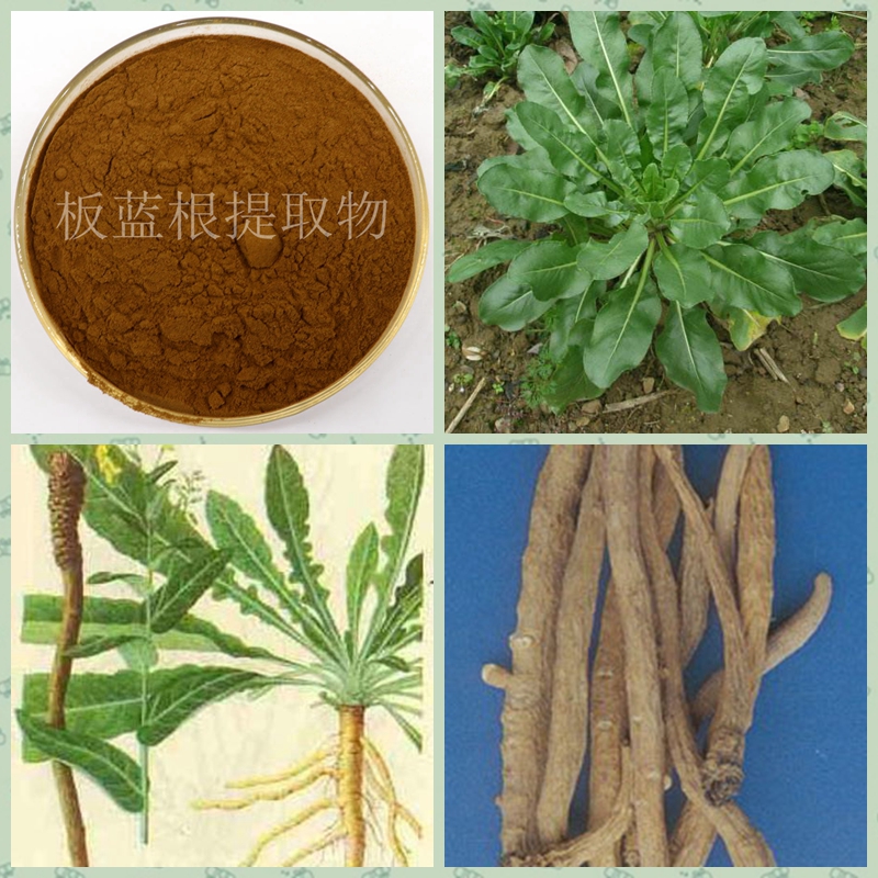 板藍根提取物